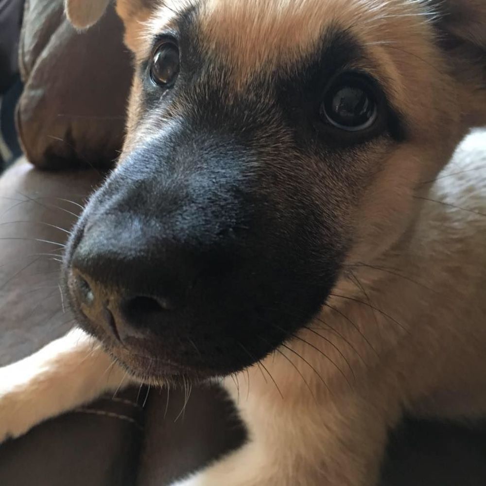 Meet your Posher, Chalet